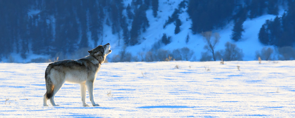 3-Day Winter Wolf Safari and Wildlife of Northern Yellowstone