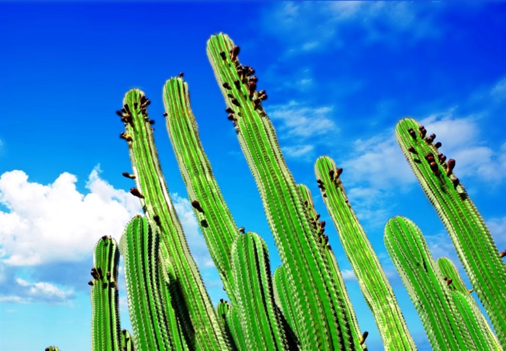 Pacchetto dell'Ovest oppure Canyons and City Lights
